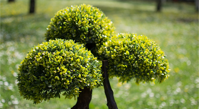 Bonsai