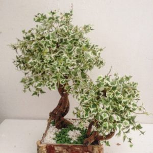 bonsai 8