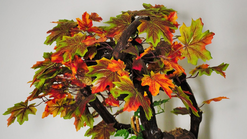 bonsai