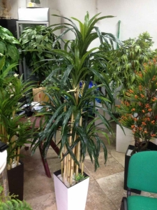 BAMBUS DRACENA - lisnato drveće i veštačko cveće