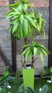 DRACENA 1 - lisnato drveće i veštačko cveće