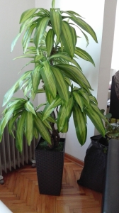 DRACENA 2 - lisnato drveće i veštačko cveće