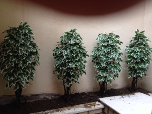 Galerija 27 Veštačko drveće, veštačko cveće, bonsai