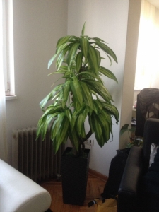 Galerija 53 Veštačko drveće, veštačko cveće, bonsai