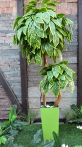 LIMUN MANGO -  lisnato drveće i veštačko cveće