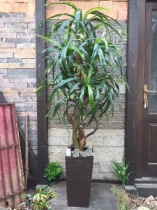 SARENA DRACENA - lisnato drveće i veštačko cveće